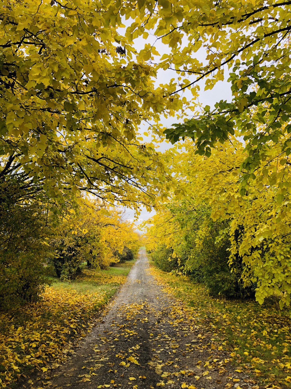 Sentiero tra alberi gialli